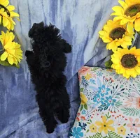 Letice, a female Poodle - Toy  for sale in Emlenton, PA – Photo 3 of 3