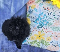 Letice, a female Poodle - Toy  for sale in Emlenton, PA – Photo 2 of 3