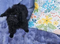 Letice, a female Poodle - Toy  for sale in Emlenton, PA – Photo 1 of 3