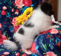 Sly, a male Pomeranian for sale in Emlenton, PA – 3 of 4
