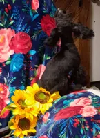 Letice, a female Poodle - Toy  for sale in Emlenton, PA – 3 of 3