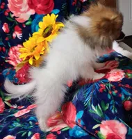Spark, a male Pomeranian for sale in Emlenton, PA – 3 of 4