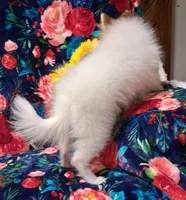 Pixie, a female Pomeranian for sale in Emlenton, PA – 3 of 4
