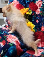 Syrus, a male Pomeranian for sale in Emlenton, PA – 3 of 4