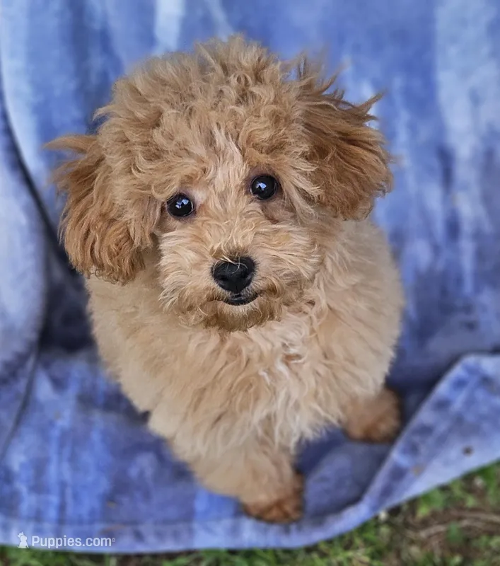 Lacey – Poodle - Toy  puppy for sale in Emlenton, PA