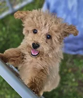 Lacey, a female Poodle - Toy  for sale in Emlenton, PA – Photo 2 of 4
