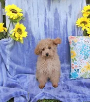 Lacey, a female Poodle - Toy  for sale in Emlenton, PA – Photo 3 of 4