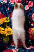 Pixie, a female Pomeranian for sale in Emlenton, PA – 4 of 4