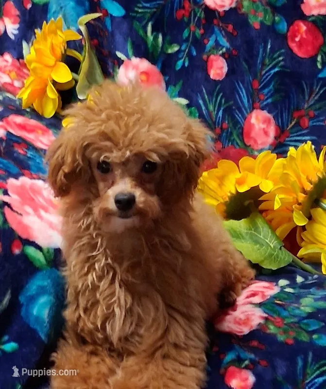 Luxe – Poodle - Toy  puppy for sale in Emlenton, PA
