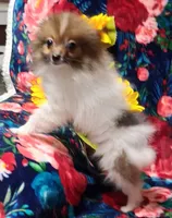 Spark, a male Pomeranian for sale in Emlenton, PA – 2 of 4