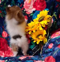 Spark, a male Pomeranian for sale in Emlenton, PA – 4 of 4