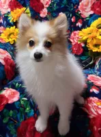 Pixie, a female Pomeranian for sale in Emlenton, PA – 1 of 4
