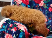 Luxe, a female Poodle - Toy  for sale in Emlenton, PA – 3 of 4