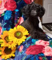 Letice, a female Poodle - Toy  for sale in Emlenton, PA – 1 of 3