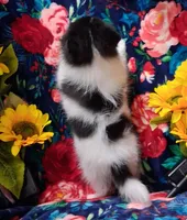Sly, a male Pomeranian for sale in Emlenton, PA – 4 of 4