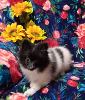 Sly, a male Pomeranian for sale in Emlenton, PA – 1 of 4
