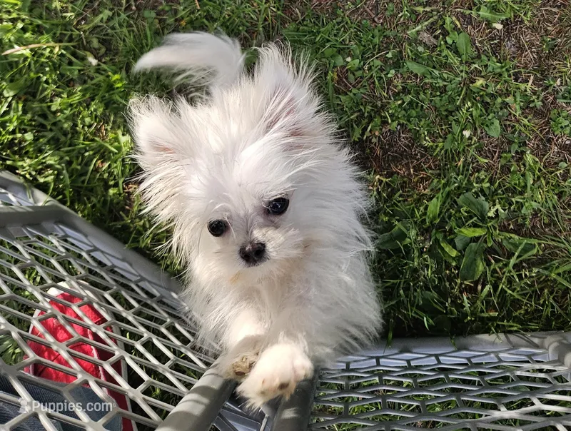 Lynn – Pomeranian, Shih Tzu puppy for sale in Emlenton, PA