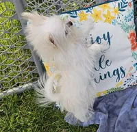 Lynn, a female Pomeranian and Shih Tzu for sale in Emlenton, PA – Photo 2 of 3