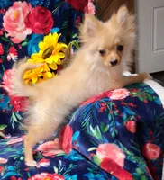 Syrus, a male Pomeranian for sale in Emlenton, PA – 2 of 4