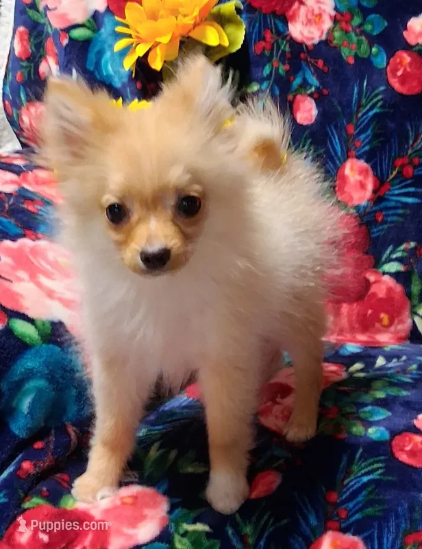 Syrus – Pomeranian puppy for sale in Emlenton, PA