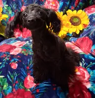 Letice, a female Poodle - Toy  for sale in Emlenton, PA – 2 of 3