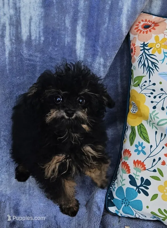 Lexi – Poodle - Toy  puppy for sale in Emlenton, PA