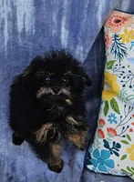 Lexi, a female Poodle - Toy  for sale in Emlenton, PA – Photo 1 of 3