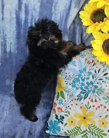 Lexi, a female Poodle - Toy  for sale in Emlenton, PA – Photo 2 of 3