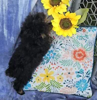 Lexi, a female Poodle - Toy  for sale in Emlenton, PA – Photo 3 of 3