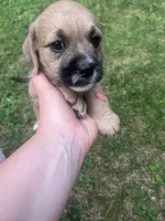 Siena, a female Goldendoodle and Puggle for sale in Wilton Center, CT – 2 of 3