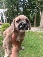 Siena, a female Goldendoodle and Puggle for sale in Wilton Center, CT – 3 of 3