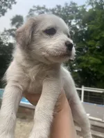 Princessa, a female Goldendoodle for sale in Wilton Center, CT – 2 of 3