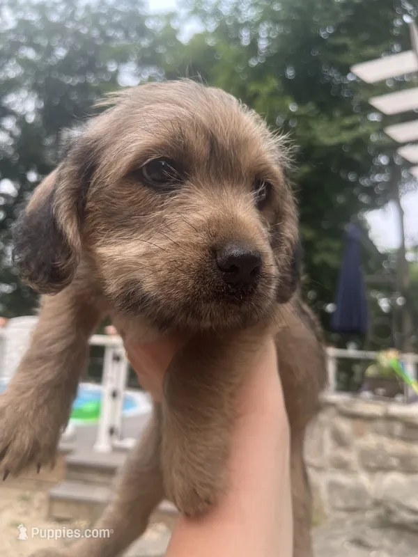 Coco – Goldendoodle, Puggle puppy for sale in Wilton Center, CT