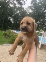 Ceder, a male Goldendoodle and Puggle for sale in Wilton Center, CT – 3 of 3