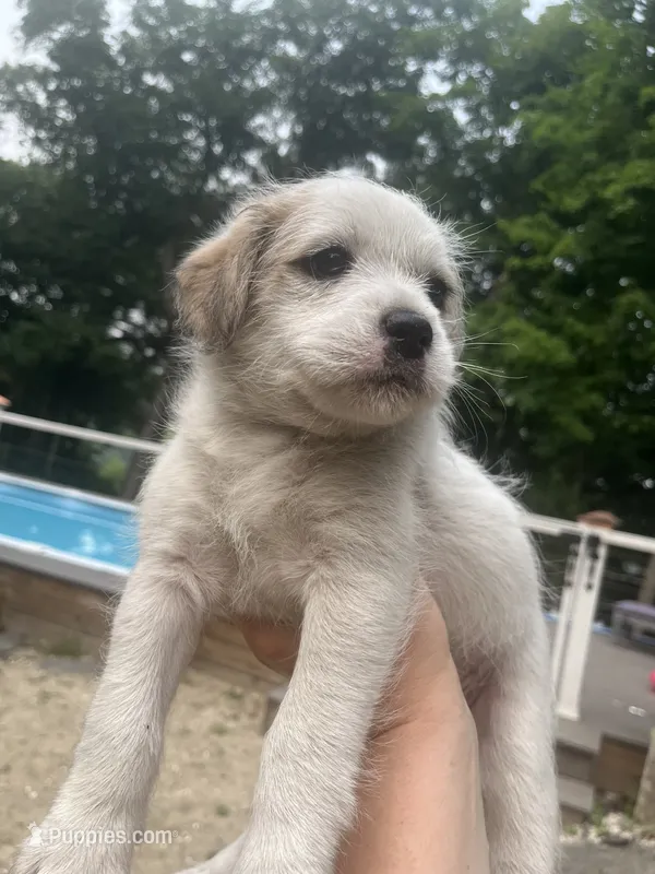 Princessa – Goldendoodle puppy for sale in Wilton Center, CT