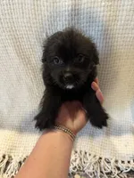 Golden doodle and pug mix, a male Goldendoodle and Puggle for sale in Wilton Center, CT – Photo 8 of 10