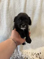 Golden doodle and pug mix, a male Goldendoodle and Puggle for sale in Wilton Center, CT – Photo 1 of 10