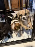 Golden doodle and pug mix, a male Goldendoodle and Puggle for sale in Wilton Center, CT – Photo 2 of 10