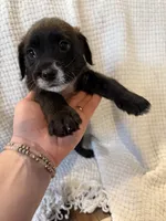 Golden doodle and pug mix, a male Goldendoodle and Puggle for sale in Wilton Center, CT – Photo 4 of 10