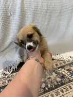 Golden doodle and pug mix, a male Goldendoodle and Puggle for sale in Wilton Center, CT – Photo 9 of 10