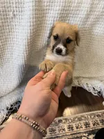 Golden doodle and pug mix, a male Goldendoodle and Puggle for sale in Wilton Center, CT – Photo 5 of 10