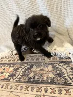 Golden doodle and pug mix, a male Goldendoodle and Puggle for sale in Wilton Center, CT – Photo 10 of 10