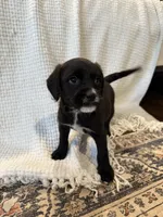 Golden doodle and pug mix, a male Goldendoodle and Puggle for sale in Wilton Center, CT – Photo 6 of 10