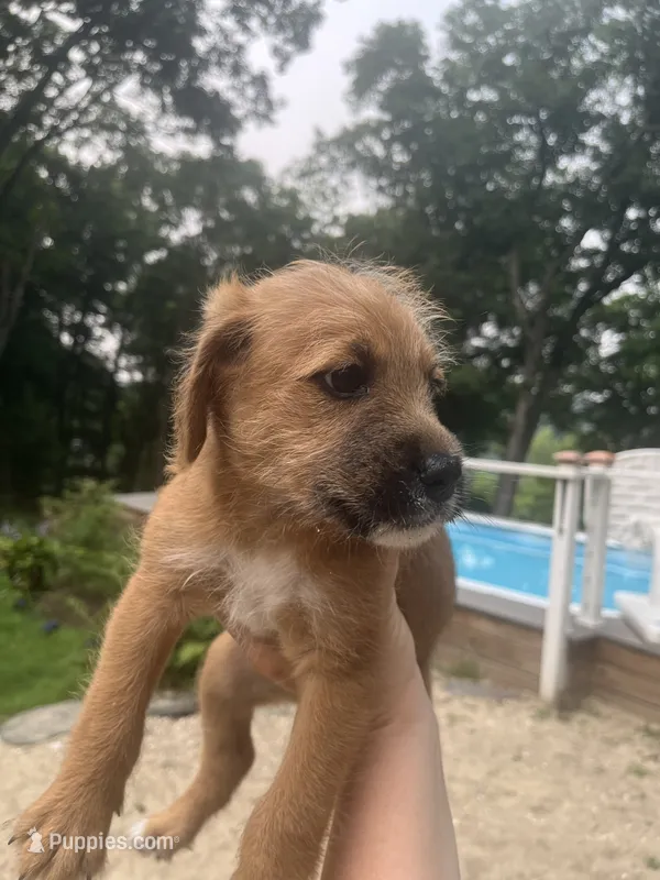 Ceder – Goldendoodle, Puggle puppy for sale in Wilton Center, CT