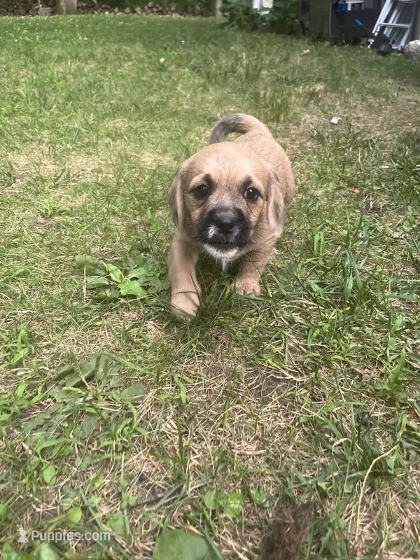 Siena – Goldendoodle, Puggle puppy for sale in Wilton Center, CT