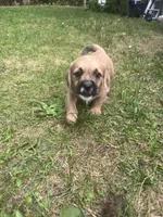 Siena, a female Goldendoodle and Puggle for sale in Wilton Center, CT – 1 of 3