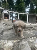 Wolfie, a male Goldendoodle and Puggle for sale in Wilton Center, CT – 3 of 3