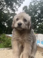 Wolfie, a male Goldendoodle and Puggle for sale in Wilton Center, CT – 2 of 3