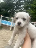 Princessa, a female Goldendoodle for sale in Wilton Center, CT – 3 of 3