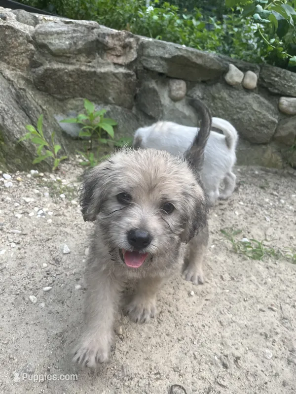 Wolfie – Goldendoodle, Puggle puppy for sale in Wilton Center, CT